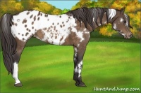 Horse Color:White Spotted Buckskin Blanket 
