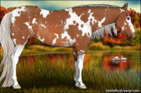 Horse Color:White Spotted Silver Bay Rabicano 