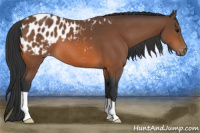 Horse Color:Bay Appaloosa 
