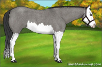 Horse Color:Grullo Roan Splash