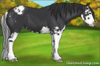 Horse Color:Black Splash Appaloosa