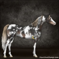 Horse Color:White Spotted Liver Chestnut 