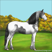 Horse Color:White Spotted Black Tobiano Rabicano 