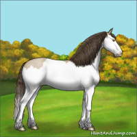 Horse Color:Classic Cream Champagne Roan Splash 
