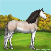 Horse Color:Amber Champagne Roan Splash 