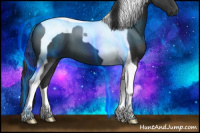Horse Color:Blue Roan Tobiano 