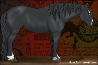 Horse Color:Black Sabino 