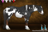 Horse Color:Gray White Spotted Liver Chestnut Frame 