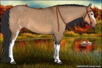 Horse Color:White Spotted Bay Dun Sabino