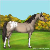 Horse Color:Brown Dun Appaloosa 