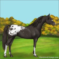 Horse Color:Liver Chestnut Appaloosa 