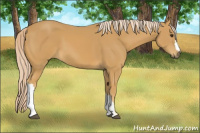 Horse Color:Palomino 