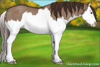 Horse Color:Liver Red Dun Splash Rabicano 