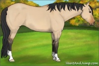 Horse Color:Bay Dun
