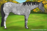 Horse Color:Blue Ice Roan 