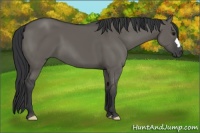 Horse Color:Grullo 