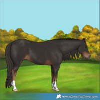 Horse Color:Liver Chestnut 