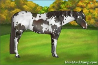 Horse Color:White Spotted Liver Chestnut 