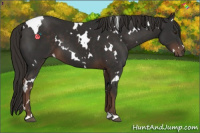 Horse Color:White Spotted Liver Chestnut 