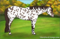 Horse Color:Liver Chestnut Near Leopard 