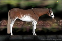 Horse Color:White Spotted Liver Chestnut Sabino
