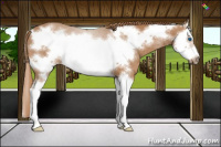 Horse Color:Chestnut Splash Frame Rabicano