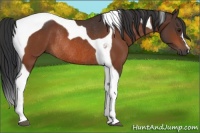 Horse Color:Bay Tobiano Rabicano 