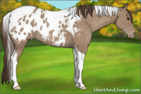 Horse Color:Classic Champagne Tobiano Appaloosa Rabicano 