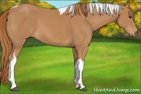 Horse Color:Chestnut Tobiano 