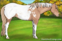 Horse Color:Gold Champagne Tobiano Appaloosa Rabicano
