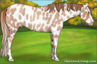 Horse Color:Gold Champagne Roan Sabino Appaloosa