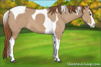 Horse Color:Red Dun Splash Tobiano