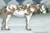 Horse Color:White Spotted Smoky Grullo Splash Appaloosa