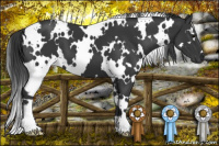 Horse Color:White Spotted Black 
