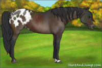Horse Color:Brown Appaloosa 