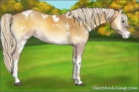 Horse Color:White Spotted Palomino Onyx Appaloosa 