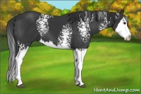 Horse Color:White Spotted Black Splash 