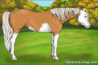 Horse Color:Silver Buckskin Splash 