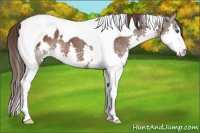 Horse Color:Liver Chestnut Splash Tobiano Appaloosa 