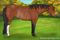 Horse Color:Bay Rabicano 