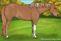 Horse Color:Chestnut Tobiano 