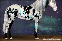 Horse Color:White Spotted Cremello Onyx Appaloosa Rabicano