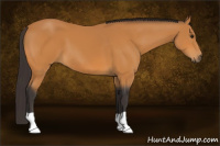 Horse Color:Buckskin 
