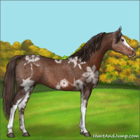 Horse Color:White Spotted Liver Chestnut Ice Rabicano 