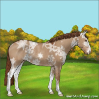 Horse Color:Red Dun Ice Sabino Rabicano 