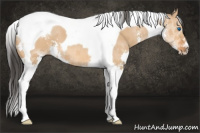 Horse Color:Bay Dun Splash Tobiano