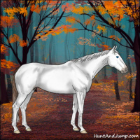 Horse Color:Gray White Spotted Red Dun Splash Appaloosa 