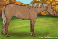 Horse Color:Gray Red Dun