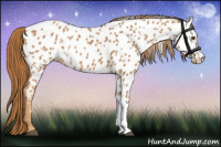 Horse Color:Chestnut Appaloosa