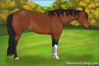 Horse Color:Gray Bay